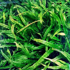 丹麦细叶铁水下叶中景草阴性草草厂直销