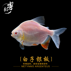 白子银板 白化银板 鲳鱼 热带鱼观赏鱼活体包活包邮