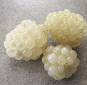 白色树莓白色黑莓小苗