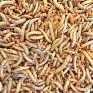 面包虫 黄粉虫活体，蚂蚁饲料，带饲养盒