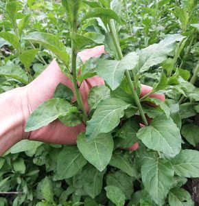 蔬菜种子 台湾叶用枸杞菜种苗 菜枸杞苗 庭院阳台均可种植