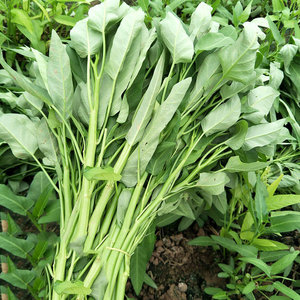 空心菜种孑柳叶博白空心菜筒筒菜春夏秋四季播阳台农家蔬菜种子籽