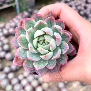 蓝安娜火焰杯多肉