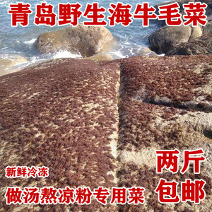 青海岛野生海菜海牛毛菜藻类熬凉粉做汤石花菜鸡毛菜红藻新鲜冻菜