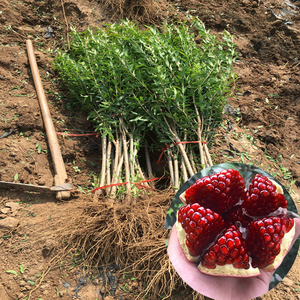 四季庭院盆栽嫁接突尼斯石榴树软籽无籽子水果树苗包成活当年结果