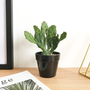 多肉植物园艺绿植彩扇青扇仙人掌耐寒易养 美观塑性仙人掌盘栽