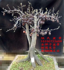 实拍 金弹子盆景树桩造型 带果金弹子盆景 金丹子盆景带果包邮