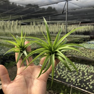 空气凤梨 贝可利 中号 大号 p发