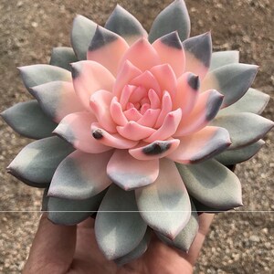 樱花锦多肉云南直发高级精品植物樱花玉露白锦稀有室内阳台防辐射