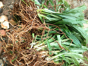 贵州中草药新鲜九子连环草 中药材肉连环珠串珠夜白芨九节虫500克