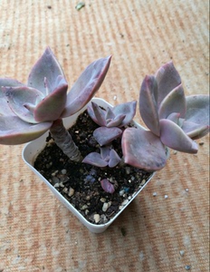 胖嘟嘟多肉一物一拍l老桩旭鹤