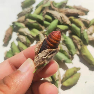 野生蝴蝶蛹野蚕蛹小水泡营养丰富绣眼画眉活体鸟食滋补提性壮膘