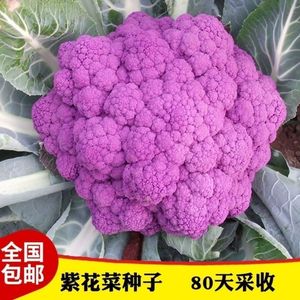 紫色花菜种子紫花菜种籽紫妃一号菜花种子紫红花椰菜蔬菜种子大全