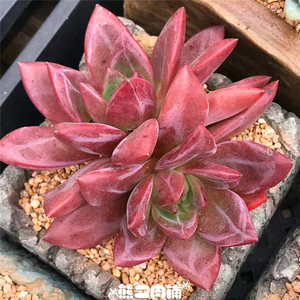 9包邮】白夜香槟多肉植物酒红香槟一物一拍酒红香槟