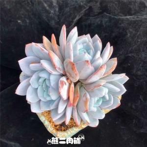 嫦娥多肉植物一物一拍雪莲杂交熊二肉铺