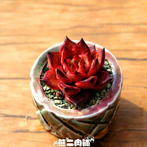 多肉血色罗密欧