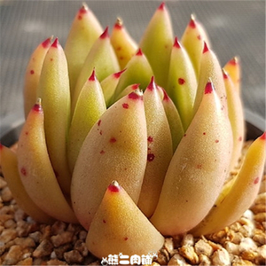 金蜡冬云多肉植物红蜡冬云一物一拍熊二肉铺