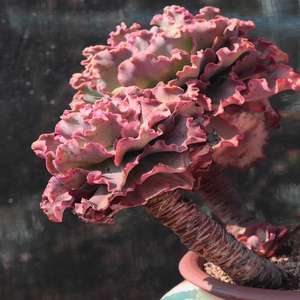 b8老桩包菜系高沙之翁 女王花笠 一物一拍古木派精品