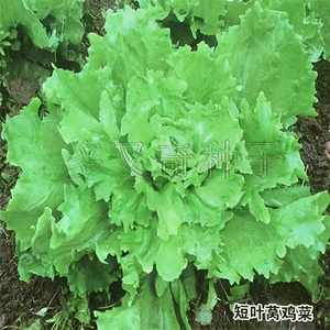 帽子莴鸡菜种子 重庆鸡窝菜种子短叶窝鸡春秋蔬菜种子叶用莴苣籽