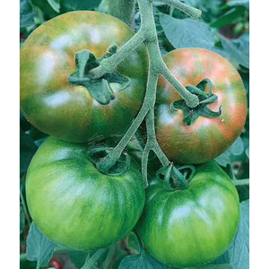 原味1号番茄种子 绿肩西红柿种子 水果番茄蔬菜种子大果型口感好