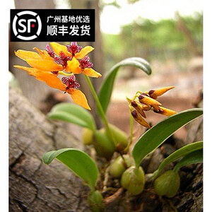 凌空星影淘宝豆王 原种石豆 石豆兰洋兰石斛兰美花卷瓣兰红花石豆兰