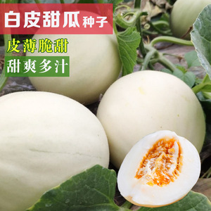 台湾白玉甜瓜种籽蜜瓜春季香甜青皮绿肉四季夏季果脆甜白沙蜜种子