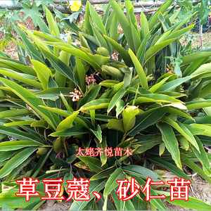 草豆蔻苗草果根块野砂仁苗新鲜草蔻白豆蔻益智仁苗飞雷子根梗枝条