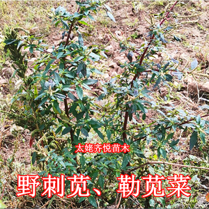 野刺苋 菜 马齿苋根 新鲜的红野苋枝梗 假苋 勒苋叶子 猪母刺根