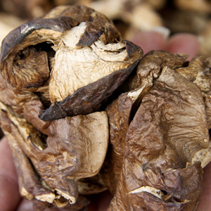 云南特产食用菌鸡足山纯野生北风冷菌一窝菌佛菌无污染安全满包邮