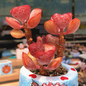 爱心水泡超红心形多肉多头老桩一物一拍韩国进口阳台盆栽趣味裸根