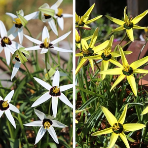 现货 孔雀时钟花spiloxene白色/黄色2色可选多年生小球根植物