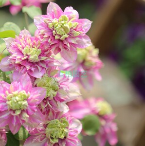 【嘉柏园艺】铁线莲-宽瓣皇帝 p9盆栽苗 重瓣大花