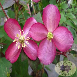 嘉柏园艺 铁线莲 梵高 蒙大拿组  p9盆 大型藤本丰花