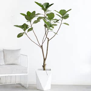 大型老桩高山榕盆栽造型榕树盆景北欧风室内客厅绿植趣味百搭植物