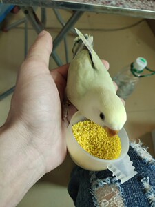手养断奶牡丹鹦鹉,送价值38视频教程怎么控食上手不乱飞再教技能