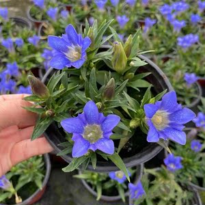 龙胆花盆栽 庭院阳台多年生 耐寒蓝色宿根花卉 海洋之心  包邮