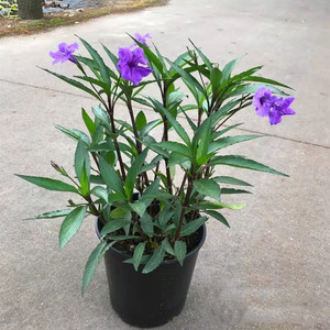 翠芦莉盆栽 蓝花草 粉花翠芦莉墨西哥矮牵牛多年生宿根耐热花期长