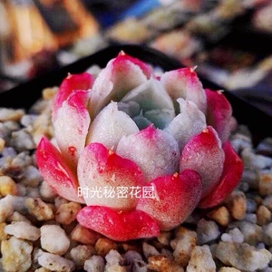 粉蔷薇多肉