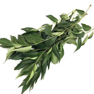 新鲜咖喱叶调料广西九里香叶咖喱炒饭凉拌食用咖喱鱼蛋咖喱蟹香料