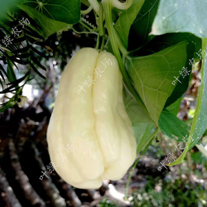 包邮宣城农家2个无刺白色佛手瓜老种瓜寿瓜丰收瓜洋瓜可生吃的瓜