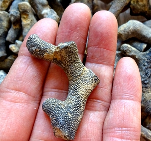 天然原石苔藓虫层孔虫螺古生物动物化石儿童科普教学收藏标本2391