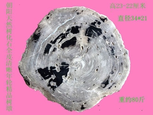天然奇石观赏石化石树化玉硅化木全皮清晰年轮精品树墩树化石1151