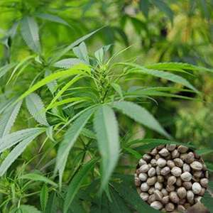 线麻火麻种子种籽麻子仁麻仁大冬麻子火麻子种子种籽