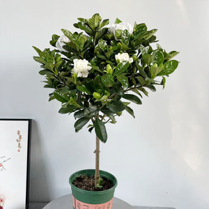 栀子花棒棒糖室外绿植盆栽