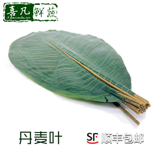 【喜凡鲜蔬】新鲜丹麦叶20片 刺身寿司造型大树叶冷菜盘饰6件包邮