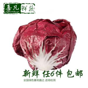 【喜凡鲜蔬】新鲜落地球生菜500g 红菊苣紫 紫包菜 沙拉色拉