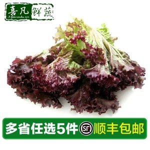 【喜凡鲜蔬】新鲜红叶生菜500g 紫叶生菜 罗莎红 色拉沙拉