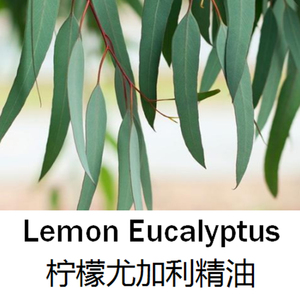 003人付款天猫澳洲尤加利单方精油100ml香薰通鼻儿童可用桉树油畅通