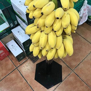 苹果蕉陈列架店里长了一颗香蕉树