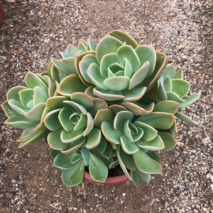 鹤氏多肉直播老桩多头一物一拍景天超大群生悬崖老庄云南基地直发